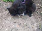 3 чёрных котёнка