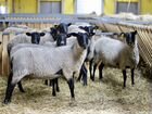 Ягнята, ярки, бараны и овцы Романовской породы