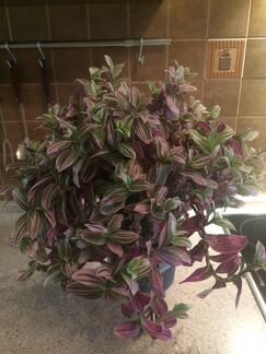 Традесканция розовая