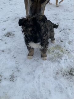 Щенок кроха ищет дом