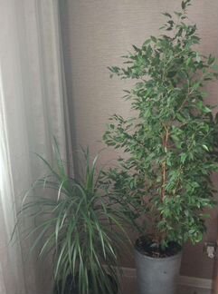 Отросточки комнатных растений