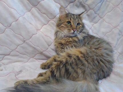 Пушистый чудо-кот Бася в дар