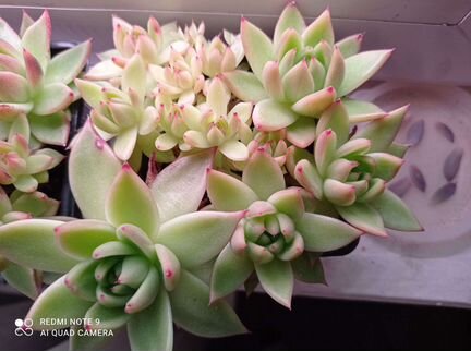 Мини-садик из эчеверии агавовидной