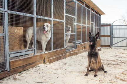 Передержка гостиница для вольерных собак