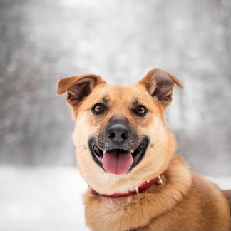 Фрея - собака ищет дом