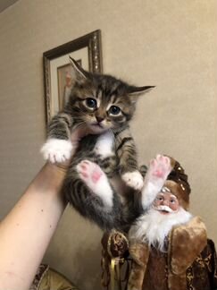 Котята