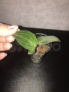 Лудизия Альба и Дисколор (драгоценная орхидея)