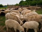 Доля в овечьей ферме на 500 голов в Краснодаре