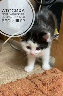Котята
