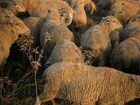 Овца матки объявление продам