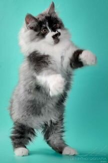 Продаётся замечательный котик, курильский бобтейл