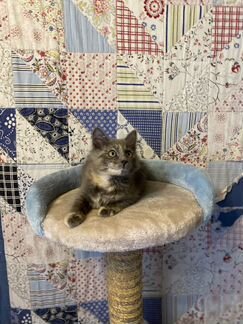 Котенок девочка