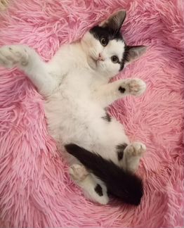 Нежная Снежинка в добрые руки