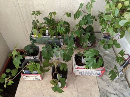 Циссус Элен Даника (плющ) молодые саженцы