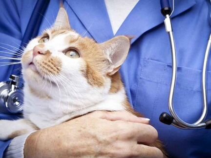 Ветеринарный врач на дом круглосуточно