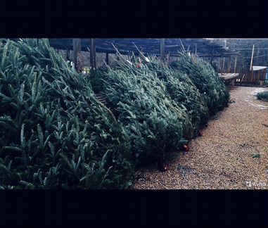 Живые елки и пихты элитные
