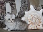 Шотландские котята из питомника объявление продам
