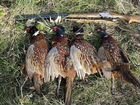 Охота на фазана объявление продам