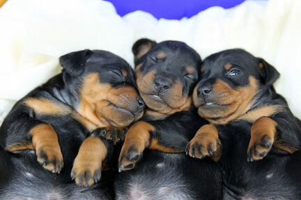 Щенки цвергпинчера