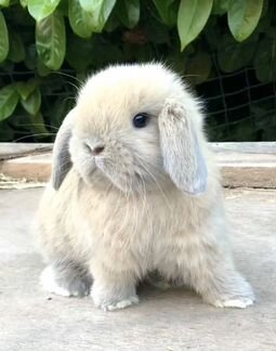 Кролик карликовый декоративный mini lop