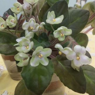 Растения фиалки