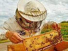 Продам пчёл с уликами