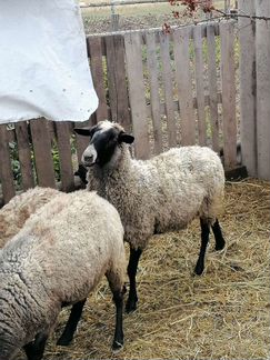 Овцы бараны романовские - фотография № 2