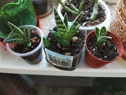 Алоэ Пестрое / Тигровое, Aloe Variegata