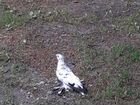 Узбекский бойный голубы