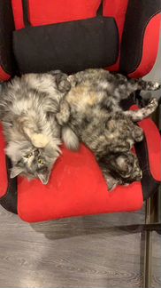 Кошки помогите