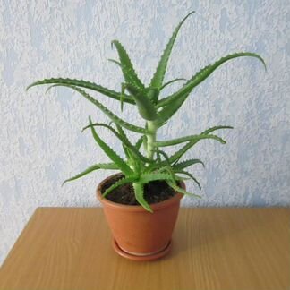 Алоэ 100летник в горшках