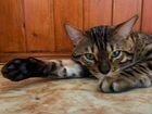 Бенгальский кот вязка объявление продам