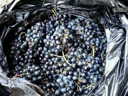 Продам виноград на вино. Виноград продают на рынка. Кубинский виноград. Продам виноград на вино. Цоликаури виноград.