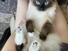 Невская маскарадная вязка кошка