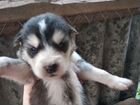 Сибирский хаски щенки объявление продам