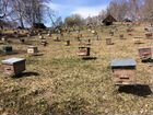 Продам пчелосемьи на вынос