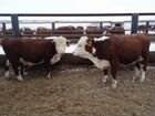 Продаю коров телят быки гереворд объявление продам