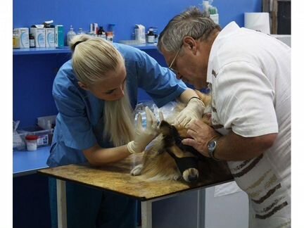 Ветеринарный врач. Ветеринар. Круглосуточно