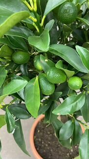 Кумкват цитрус весь в плодах Н 75 см