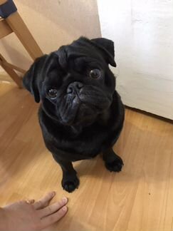 Мопс на вязку