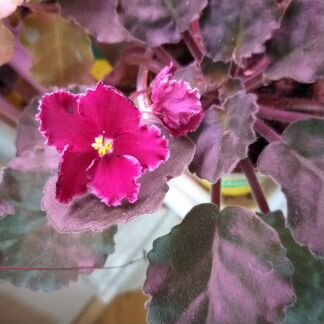 Растения фиалки