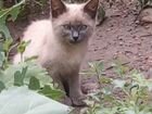 Прекрасные тайские голубоглазые котята ищут дом