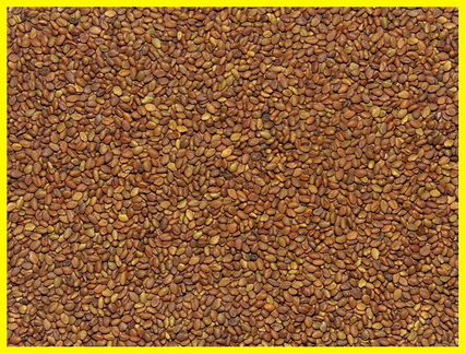 Семена донника белого (1кг)