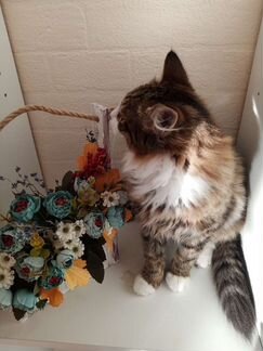 Котенок в добрые руки