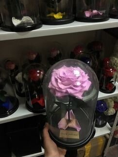 Роза в Колбе
