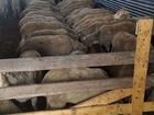 Продаются овцы бараны 200\кг живого веса