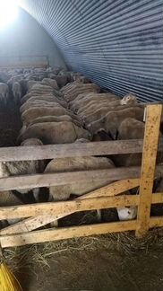 Продаются овцы бараны 200\кг живого веса