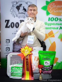 Juventus Chiffondelux, рэгдолл, разведение/шоу