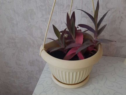 Сеткреазия пурпурная