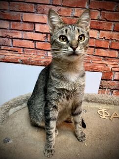 Котик Ричард 1 год ищет дом